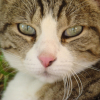 Photo de Bambou