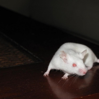Photo de profil de Kiki