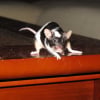 Photo de Lulu, Souris