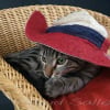 Photo de Woody