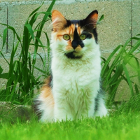 Photo de profil de Vixen
