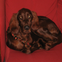 Photo de profil de Douana