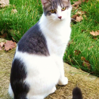 Photo de profil de Gismo