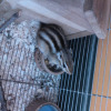 Photo de Speedy gonzales