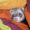 Photo de Edmond