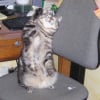Photo de Minette