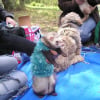 Photo de Balou