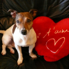 Photo de Lucky