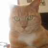 Photo de Felin