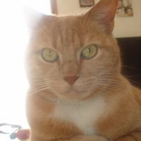 Photo de profil de Felin