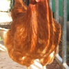 Photo de Pouniette