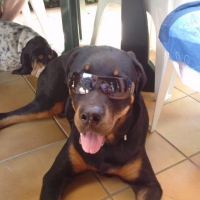 Photo de profil de Dasko