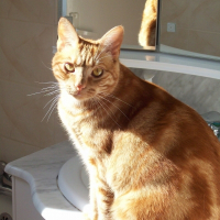 Photo de profil de Tigrou