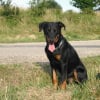 Photo de Kaiser, Beauceron