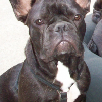 Photo de profil de Pitt
