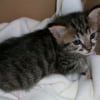 Photo de Lucky