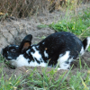 Photo de Domino