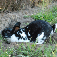 Photo de profil de Domino