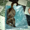 Photo de Chausette