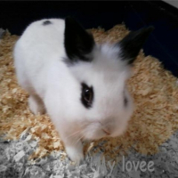 Photo de profil de Margeurite