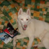 Photo de Bly, Husky Sibérien
