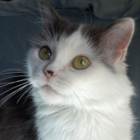 Photo de profil de Mouchette