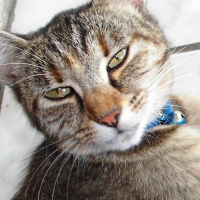 Photo de profil de Friskette
