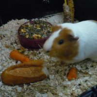 Photo de profil de Flocon