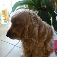 Photo de profil de Urkia