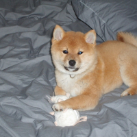 Photo de profil de Eiji