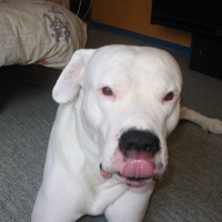 Photo de profil de Apollo
