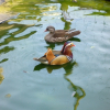 Photo de Donald et daisy