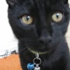 Photo de Minou