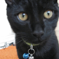 Photo de profil de Minou