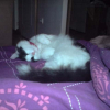 Photo de Swiffer