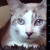 Photo de Bounty