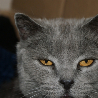 Photo de profil de Froufrou
