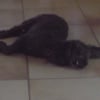 Photo de Kali