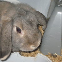 Photo de profil de Canelle