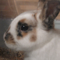 Photo de profil de Scirocco