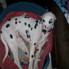 Photo de Calypso