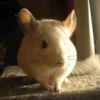 Photo de profil de Nazca