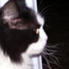 Photo de Gribouille