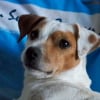 Photo de Bandit