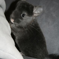 Photo de profil de Cuzco