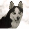Photo de Wuji, Husky Sibérien