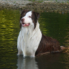 Photo de Calypso