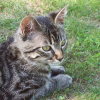 Photo de Baloo