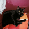 Photo de Chiquita