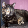 Photo de Patsie
